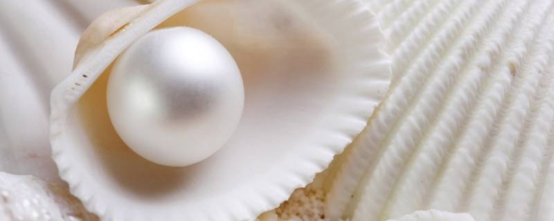 珍珠质是什么分泌出来的（珍珠是怎么分泌的）