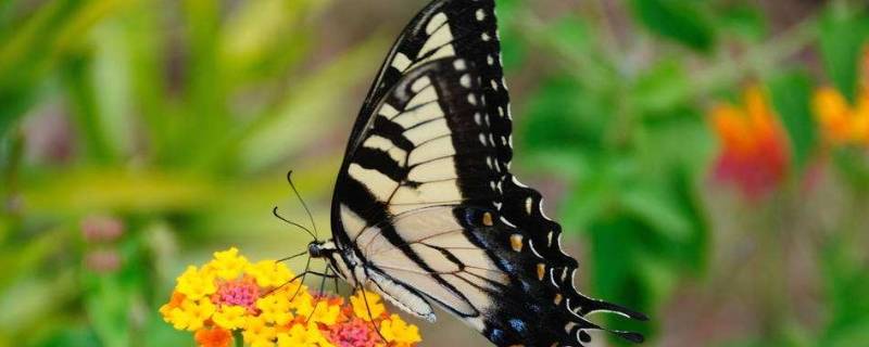 蝴蝶的寓意（蝴蝶的寓意和象征风水）