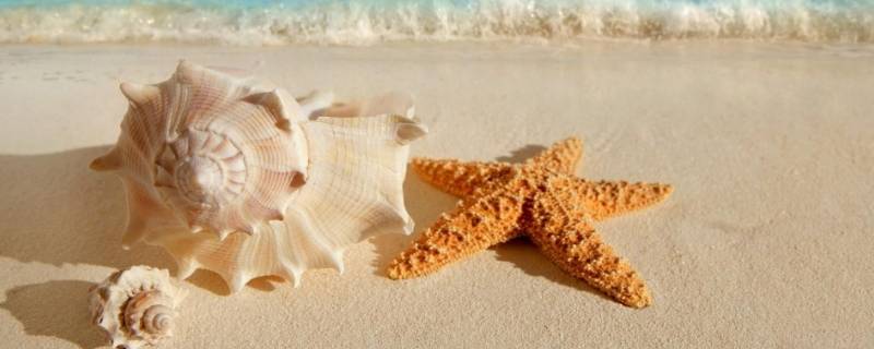 贝壳种类有多少 贝壳的种类有多少