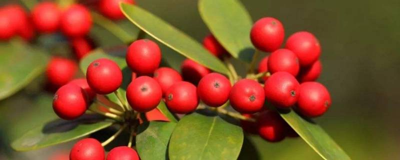 无刺枸骨果实能吃吗 无刺枸骨有毒吗