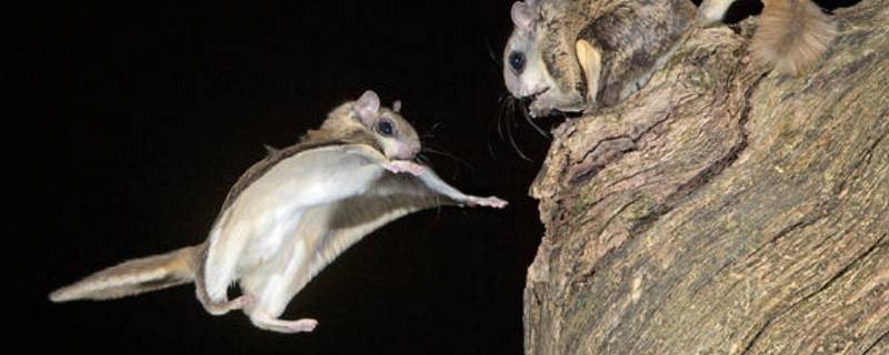 鼯鼠是什么动物 鼯鼠多少钱一只?