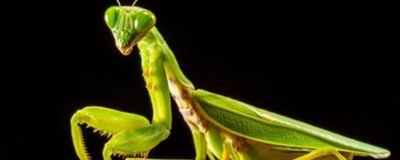 螳螂能活多久 一只螳螂能活多久