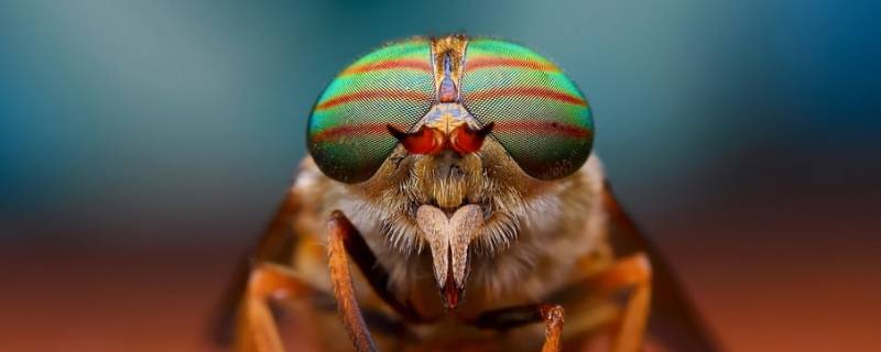 果蝇吃什么 果蝇吃什么菌