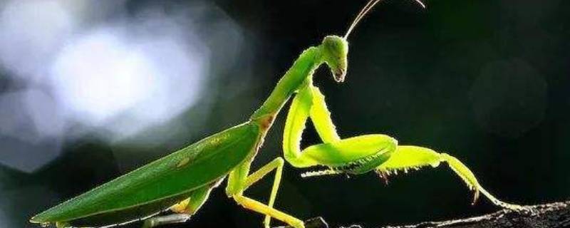 螳螂吃什么菜 螳螂吃什么菜会中毒
