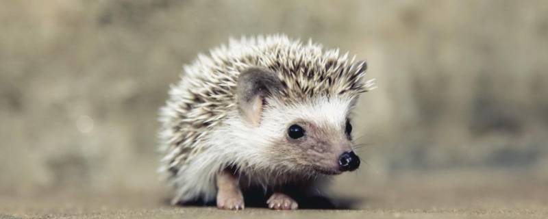 小刺猬的生活习性 小刺猬的生活环境