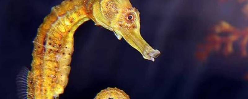 海马怎么分辨公母 海马怎么分辨公母图解