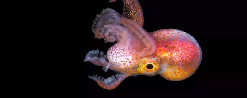 章鱼有几只触手 海中章鱼有几只触手
