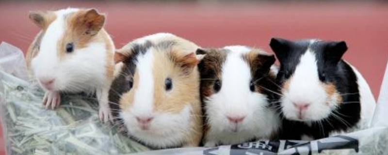 豚鼠是胎生还是卵生 豚鼠是胎生还是蛋生