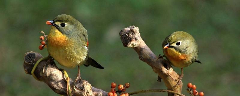 我国共有多少种鸟类（请问我国共有多少种鸟）