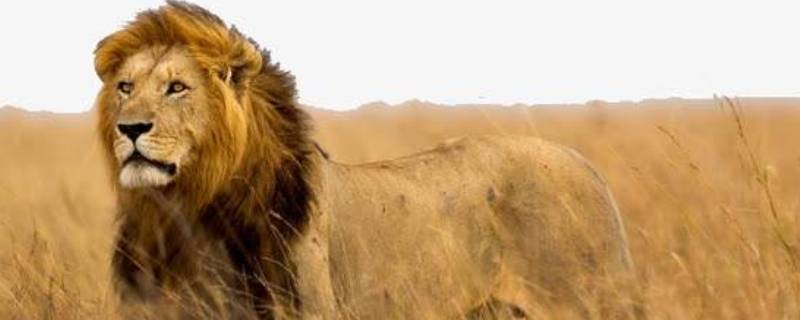 狮子什么科什么属（狮子属于啥科）