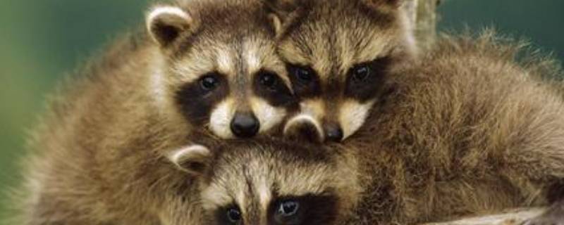小浣熊可以当宠物养么（小浣熊可以当宠物养么?）
