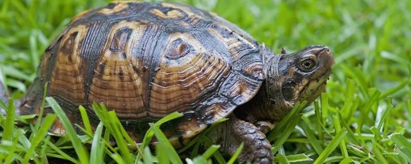 乌龟可以带上火车吗(活的小乌龟可以带上火车吗)