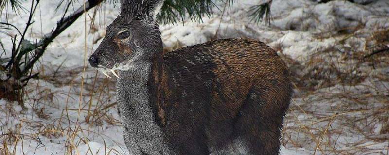 麝香取了之后麝会死吗(麝为什么要咬掉自己的麝香)