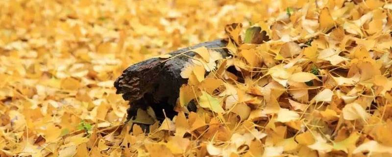 银杏树属于乔木还是灌木 银杏树属于乔木吗