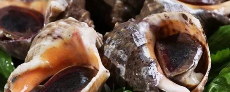 海螺的黄可以吃吗 海螺的黄有什么营养