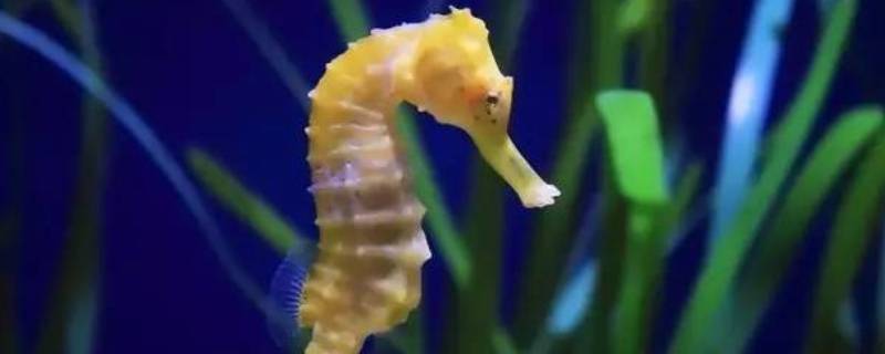 海马是爸爸生的吗 海马是爸爸生的吗视频