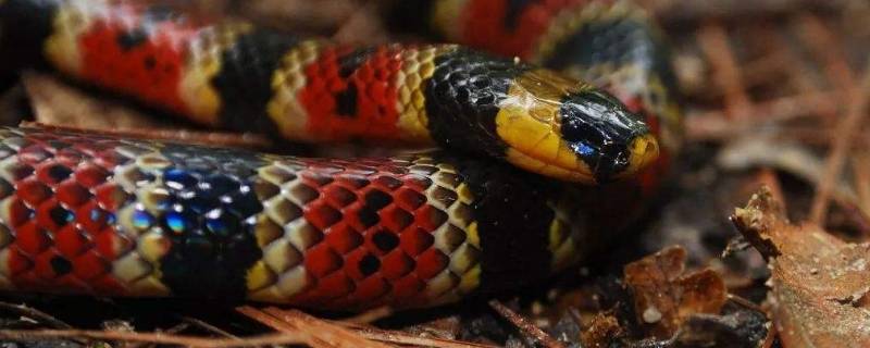 银环蛇有毒吗（银环蛇有毒吗图片）