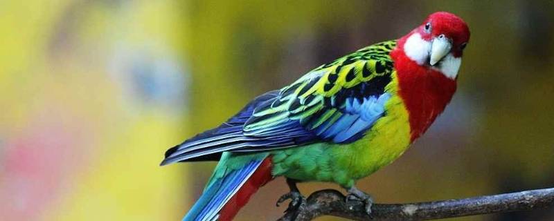鹦鹉的寓意和象征 鹦鹉的寓意和象征风水