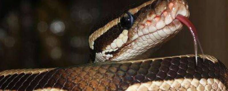 什么动物的尾巴粗（什么动物的尾巴粗什么动物的尾巴细）