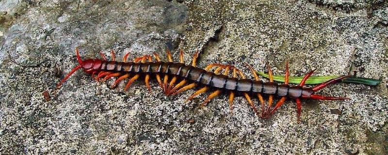 蜈蚣吃什么 蜈蚣吃什么东西作为食物