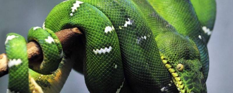 什么动物的尾巴最粗（什么动物的尾巴最粗最长）