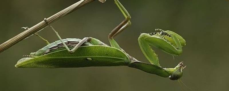 螳螂除了吃虫子还吃什么食物(螳螂吃熟米饭吗)