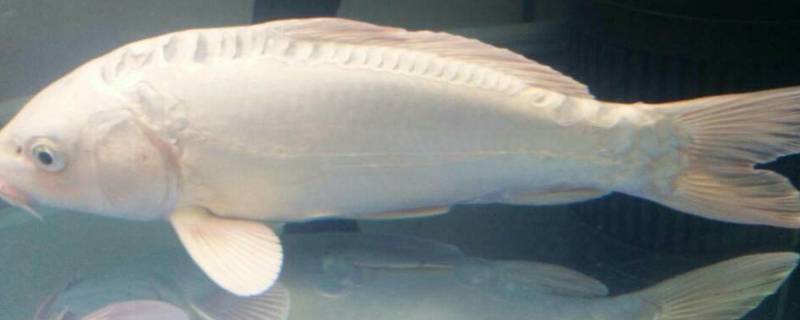 鱼鳍可以分为哪几种（鱼鳍可以分为哪几种形态）