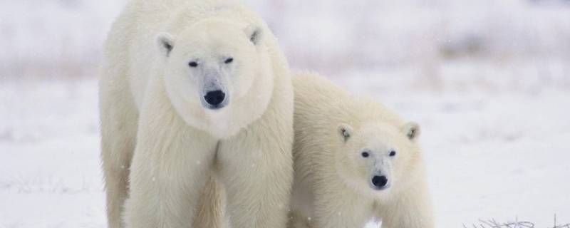 熊冬天会冬眠吗 北极熊冬天会冬眠吗