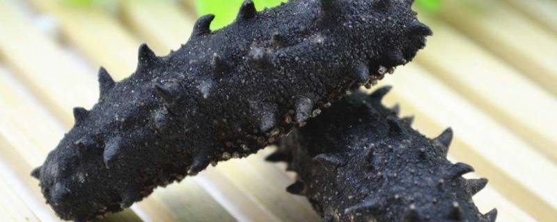 海参吃什么食物长大 女人一天一个海参好吗