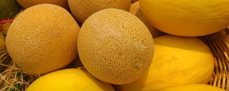 哈密瓜长在树上还是地上（哈密瓜长在树上还是地上或者是藤上）