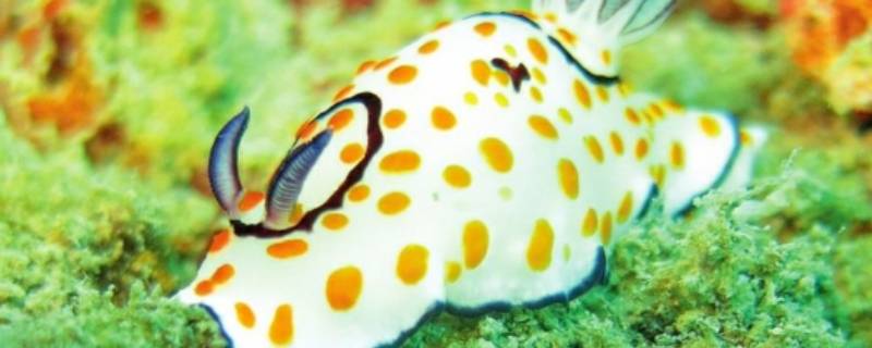 海兔子学名叫什么 海兔子是小鱿鱼吗