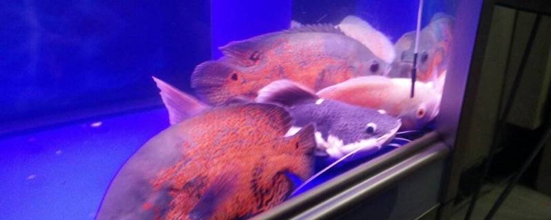 鱼扎堆在角落是怎么回事（鱼扎堆在角落怎么办）