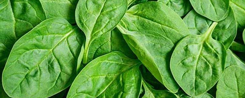绿叶蔬菜有哪些品种(绿叶蔬菜有哪些)
