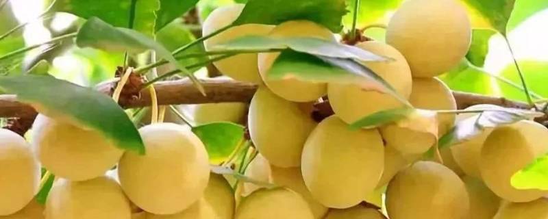 银杏树结的果子叫什么 银杏树结的果子叫什么果