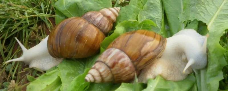 白玉蜗牛有寄生虫吗 人工白玉蜗牛有寄生虫吗