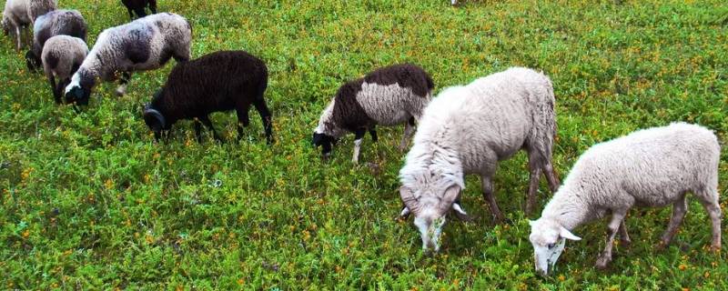 家畜有哪些(常见的家畜有哪些)