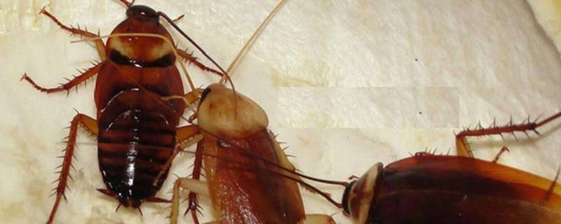 冬天蟑螂会消失吗（冬天蟑螂会出没吗）