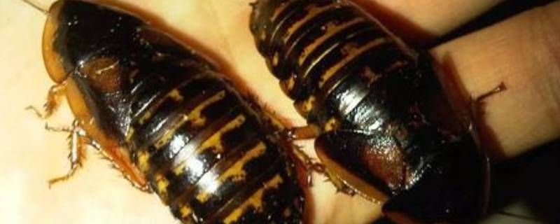 杜比亚蟑螂吃什么 杜比亚蟑螂吃什么繁殖快