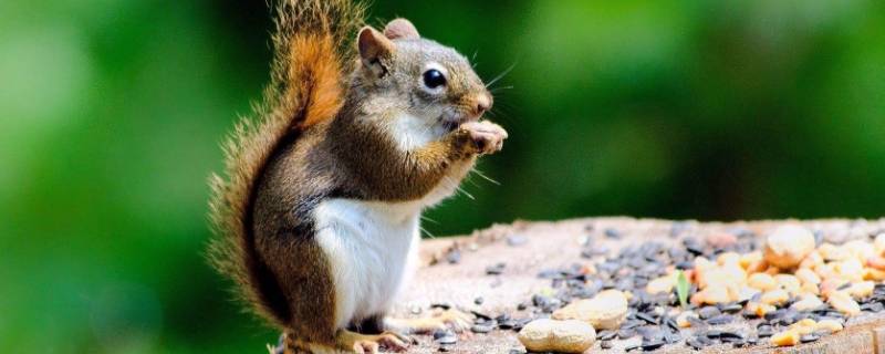 关于松鼠的知识（关于松鼠的知识资料）