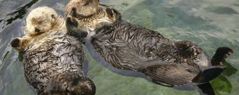 动物繁殖方式有哪些（动物的繁殖方式有哪些）