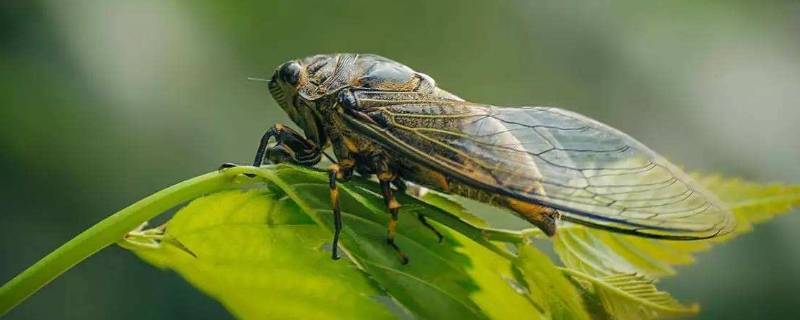 蝉为什么没有听觉（蝉为什么听不到声音?）