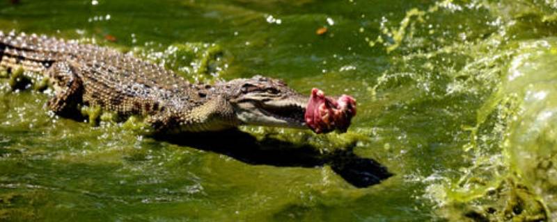 鳄鱼由来 鳄鱼的由来