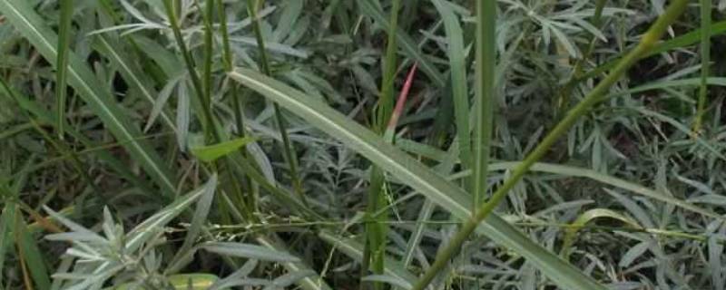 白草的别名（中药翻白草的别名）