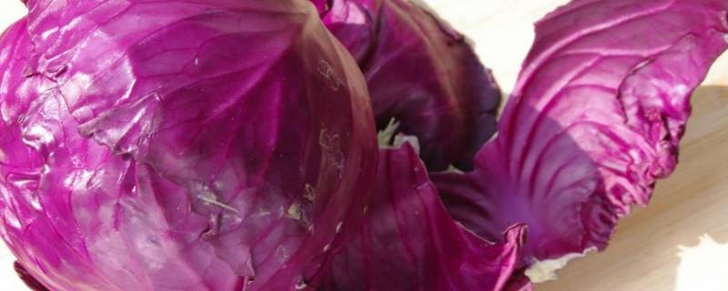 紫甘蓝是什么 紫甘蓝是什么颜色的