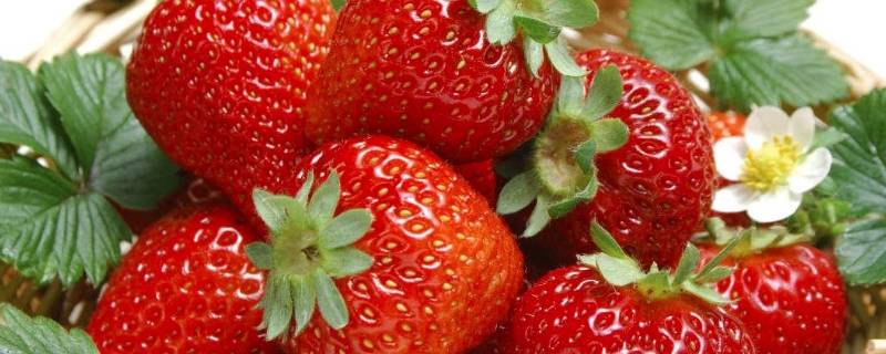 草莓特点 观察草莓特点