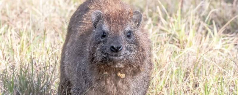 鼠科动物有哪些 鼠科动物有哪些图片