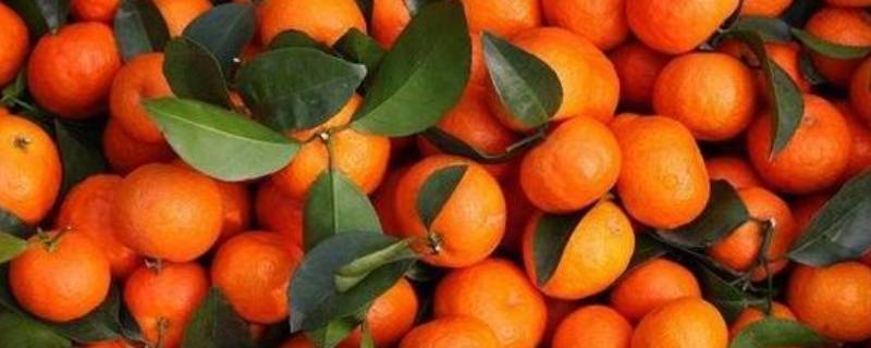 八月桔与沙糖桔的区别 砂糖橘和八月橘