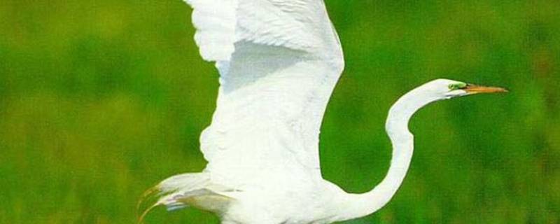 白鹭的身长（白鹭的身长是多少）