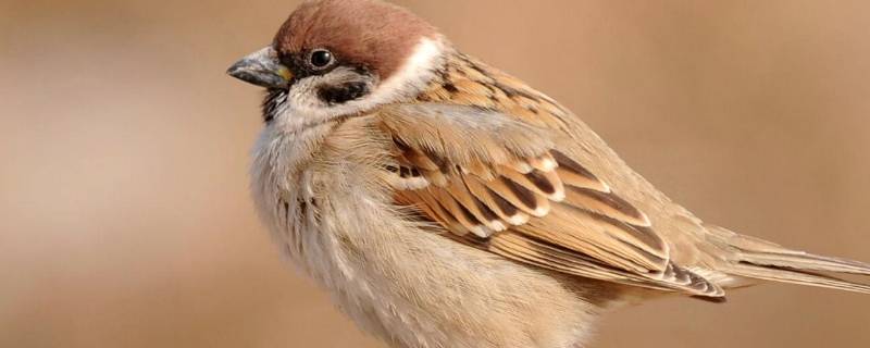 常见鸟类 常见鸟类图片