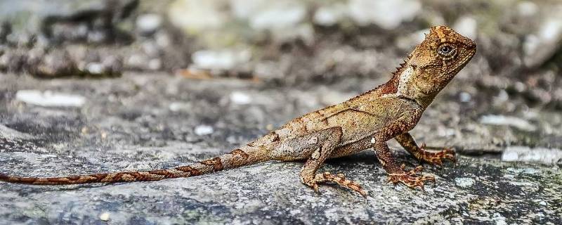 壁虎是哺乳动物吗（房间有壁虎睡觉危险吗）